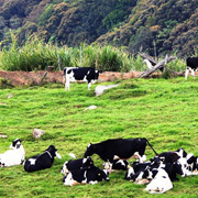 Kinabalu Park + Poring with Desa Farm