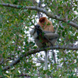 Weston Proboscis Monkey, Sunset & Fireflies Cruise