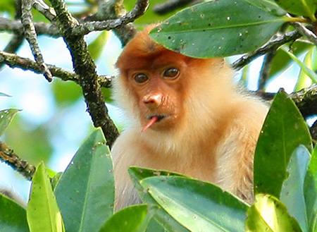 Weston Proboscis Monkey, Sunset & Fireflies Cruise