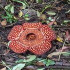 Tambunan Rafflesia Centre