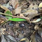 Tambunan Rafflesia Centre