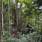 Tambunan Rafflesia Centre