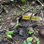 Tambunan Rafflesia Centre