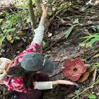 Tambunan Rafflesia Centre