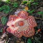 Tambunan Rafflesia Centre