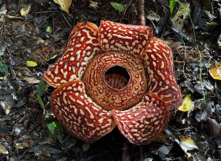 Tambunan Rafflesia Centre + Mangrove Cruise & Fireflies