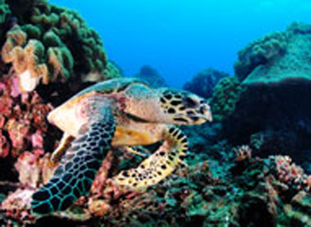 6D5N Layang Layang Island