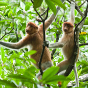 Mari Mari Cultural Village + Mangrove Cruise & Fireflies