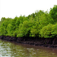 Kawa Kawa Mangrove And Fireflies Cruise