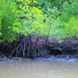 Kawa Kawa Mangrove And Fireflies Cruise