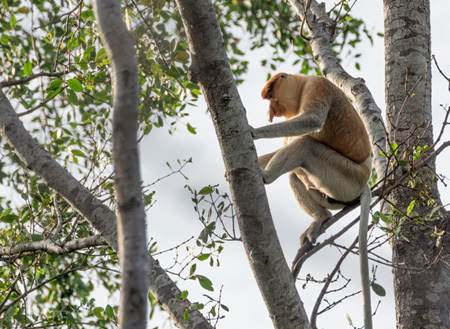 Kawa Kawa Mangrove And Fireflies Cruise
