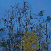 Klias Mangrove & Fireflies