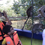 Klias Mangrove & Fireflies