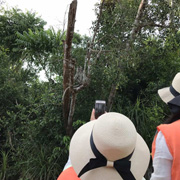 Klias Mangrove & Fireflies