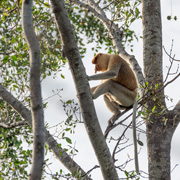 Klias Mangrove & Fireflies