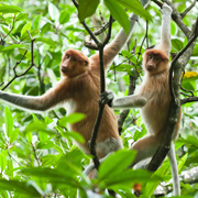Klias Mangrove & Fireflies