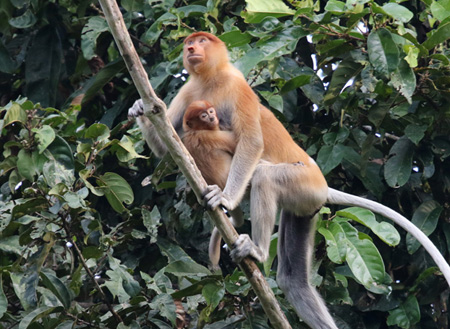 Klias Mangrove & Fireflies