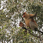 4D3N Kota Kinabalu + Kinabalu Park Heritage + Cultural Village + Mangroves Cruise & Fireflies ( 1 Night stay at Kundasang )