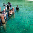 5D4N Kota Kinabalu + Nature Heritage + Island Excursion + Cultural Village + Mangroves Cruise