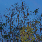 Kota Kinabalu City Tours + Mangrove And Fireflies Cruise