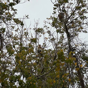 Twin Island (Sapi Island + Manukan Island) + Mangrove Cruise & Fireflies