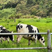 Upside Down House + 3D Museum + Kinabalu Park + Desa Farm