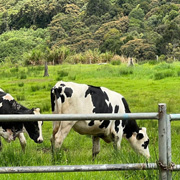 Kundasang ATV + Desa Cow Farm