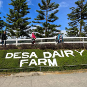Kundasang ATV + Desa Cow Farm