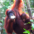 Semenggoh Orang Utan Nature Reserve