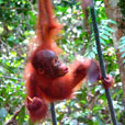 Semenggoh Orang Utan Nature Reserve