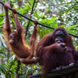 Semenggoh Orang Utan Nature Reserve