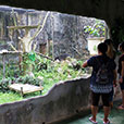 Jong Crocodile Farm & Mini Zoo