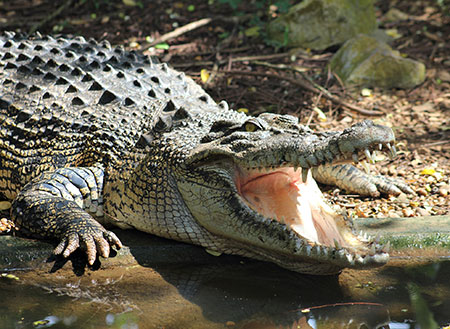 Jong Crocodile Farm & Mini Zoo