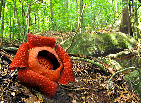 Gunung Gading National Park