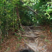 3D2N Bako National Park - Natural Trekking