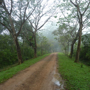 2D1N Tabin Wildlife Safari