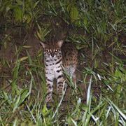 3D2N Tabin Wildlife Safari