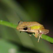 3D2N Tabin Wildlife Safari