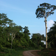 3D2N Birding at Tabin Package