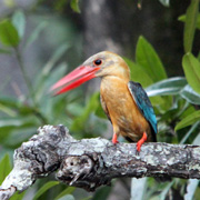 3D2N Birding at Tabin Package