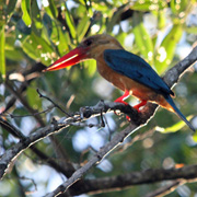 3D2N Birding at Tabin Package