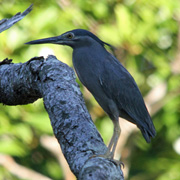 3D2N Birding at Tabin Package