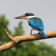 3D2N Birding at Tabin Package