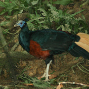 3D2N Birding at Tabin Package