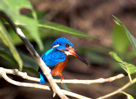 3D2N Birding at Tabin Package