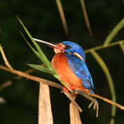 4D3N Birding at Tabin Package