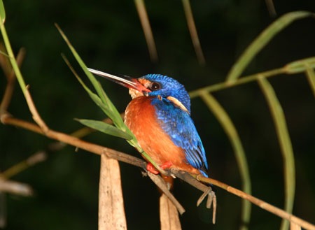 4D3N Birding at Tabin Package