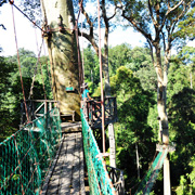 3D2N Danum Valley Rainforest Experience