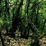 3D2N Danum Valley Rainforest Experience