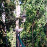 3D2N Danum Valley Rainforest Experience